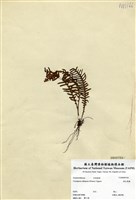 藏品(密毛蒿蕨)的圖片